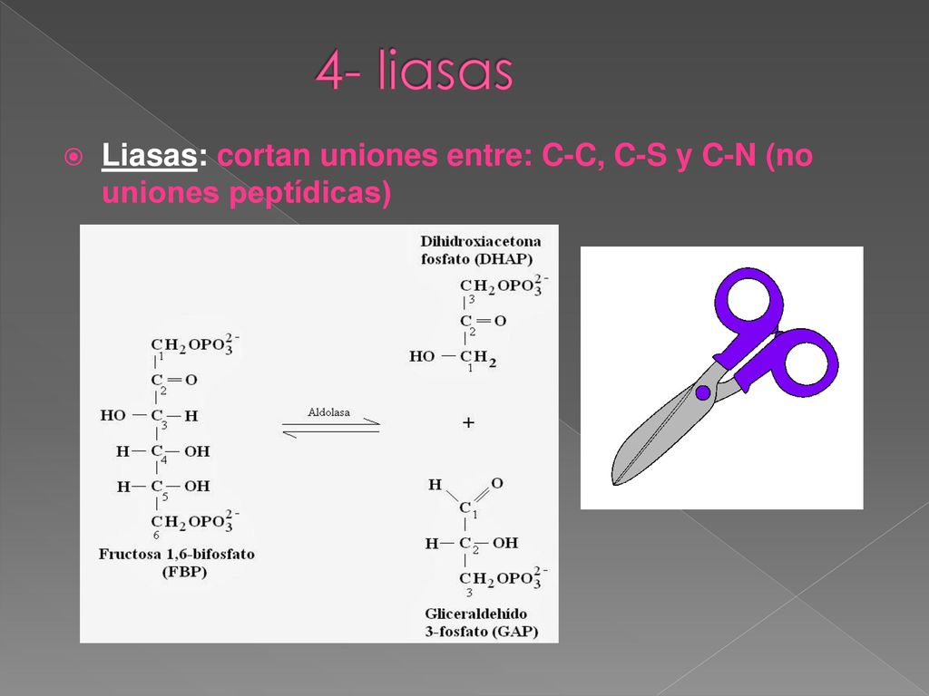 4- liasas Liasas: cortan uniones entre: C-C, C-S y C-N (no uniones peptídicas)