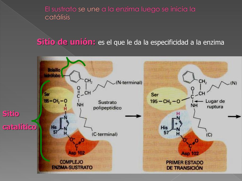 El sustrato se une a la enzima luego se inicia la catálisis