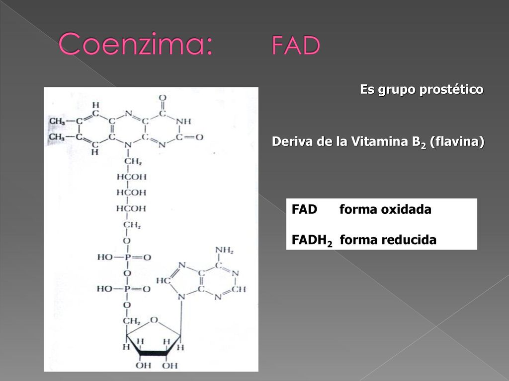 Coenzima: FAD Es grupo prostético Deriva de la Vitamina B2 (flavina)