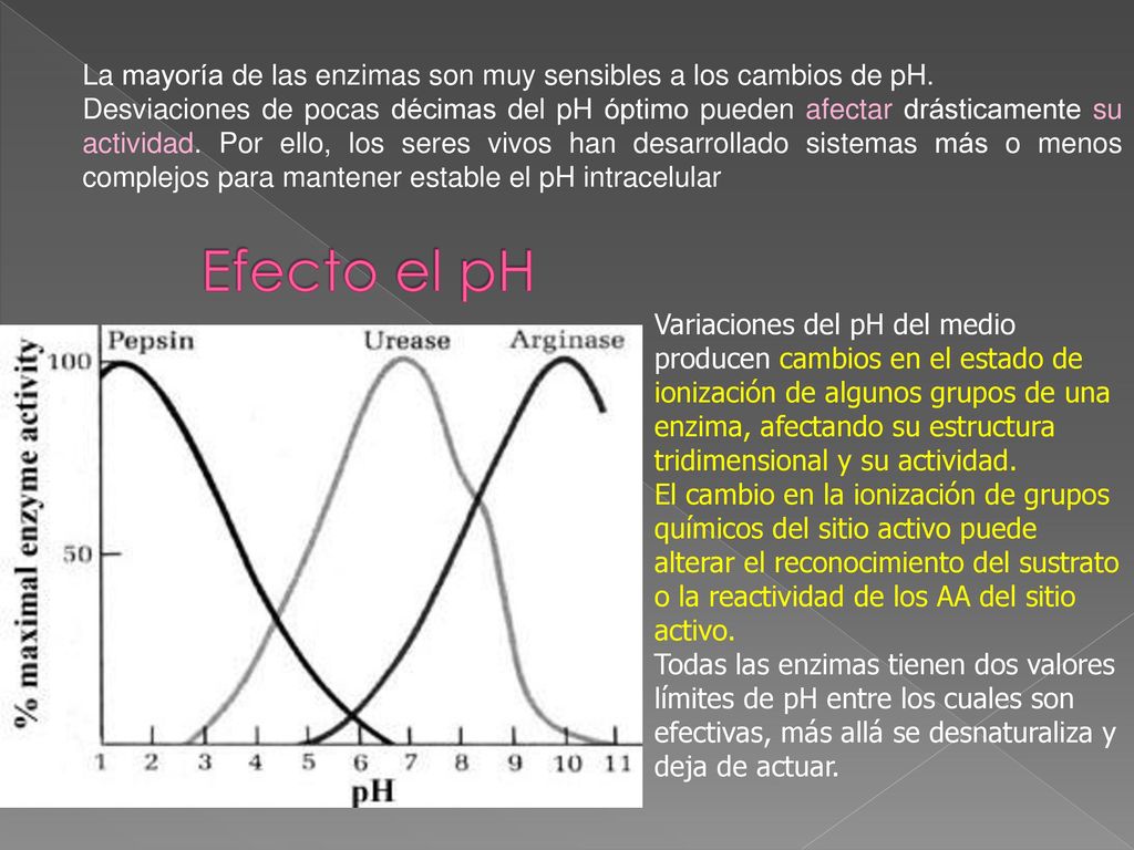 La mayoría de las enzimas son muy sensibles a los cambios de pH.