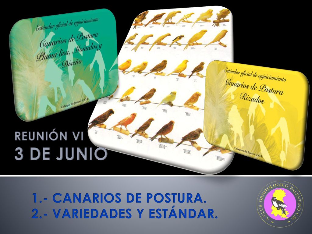 3 DE JUNIO 1.- CANARIOS DE POSTURA. 2.- VARIEDADES Y ESTÁNDAR.