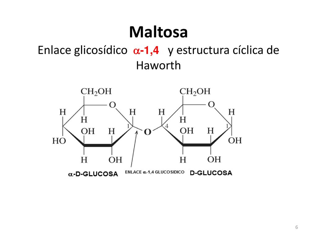 Maltosa Enlace glicosídico a-1,4 y estructura cíclica de Haworth