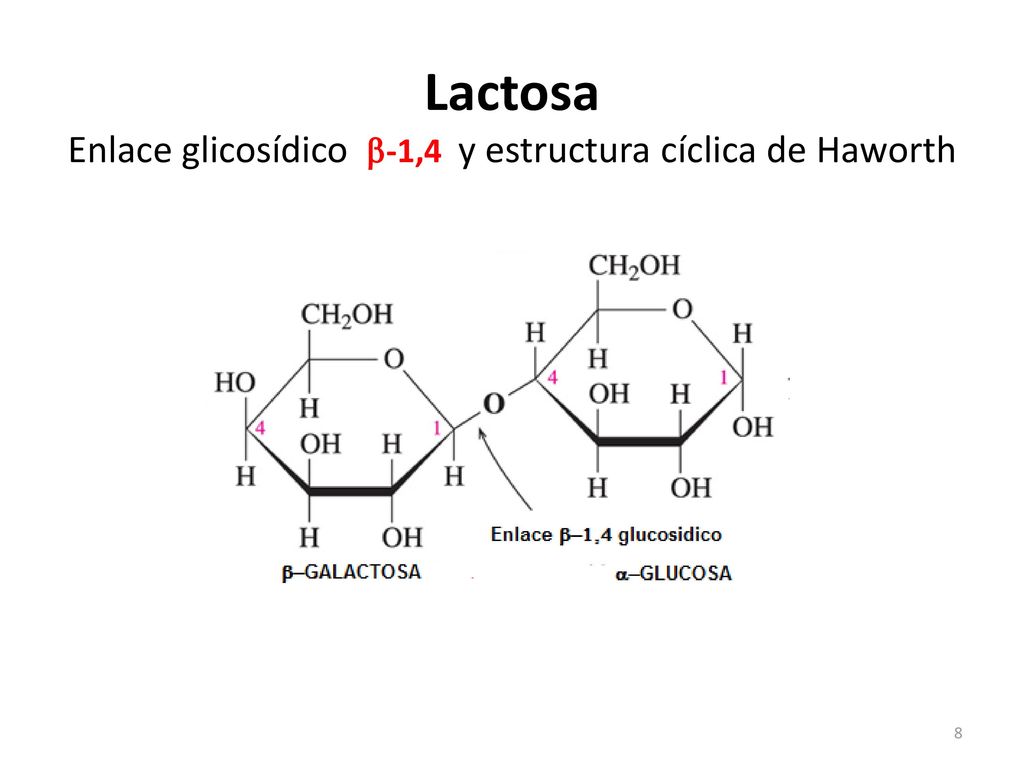 Lactosa Enlace glicosídico -1,4 y estructura cíclica de Haworth