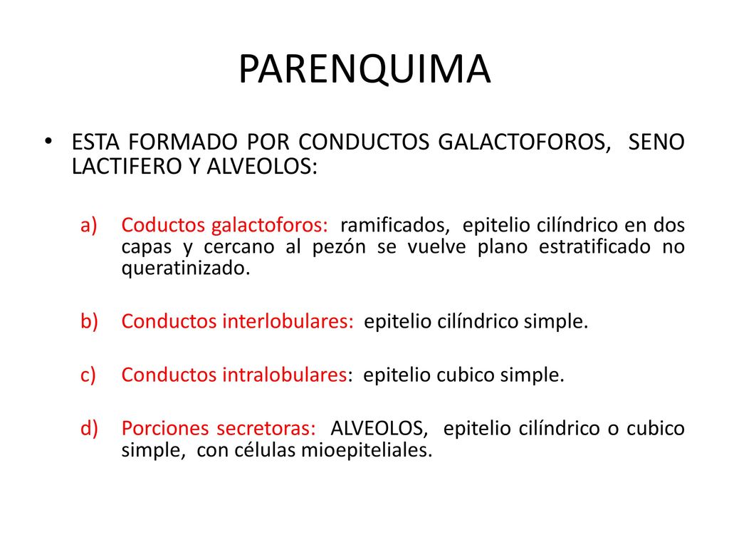 PARENQUIMA ESTA FORMADO POR CONDUCTOS GALACTOFOROS, SENO LACTIFERO Y ALVEOLOS: