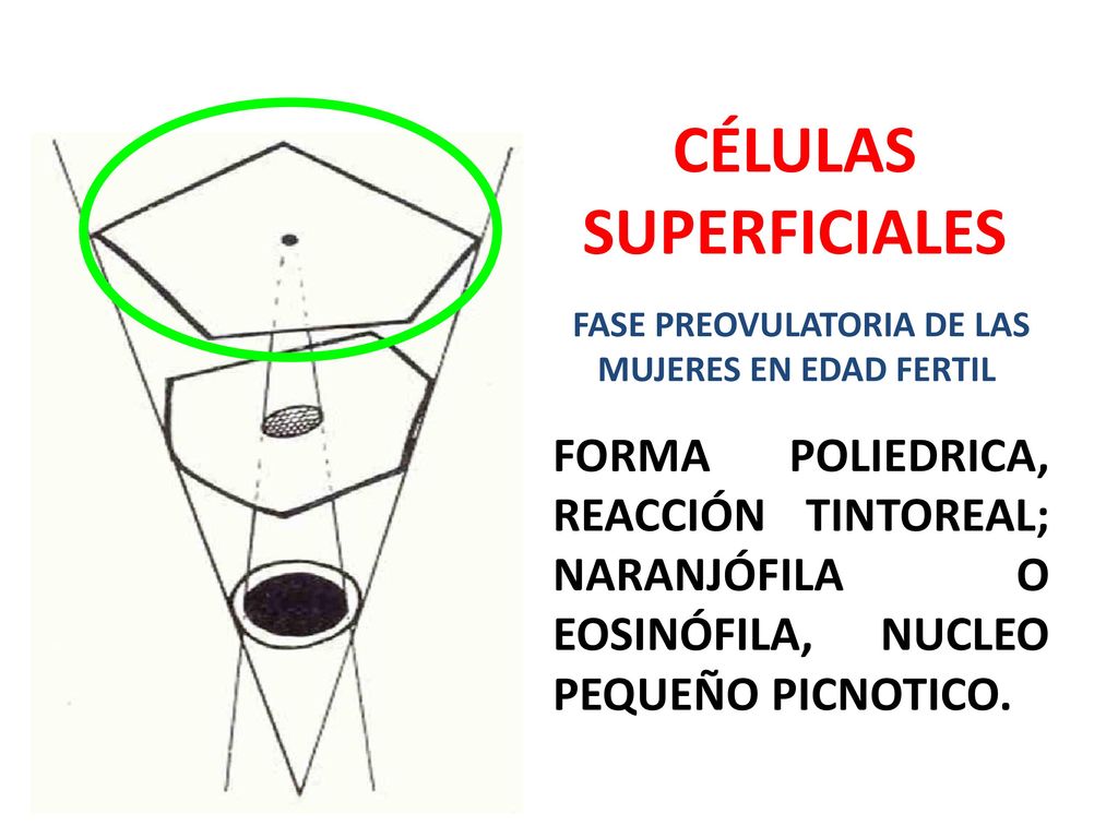 CÉLULAS SUPERFICIALES FASE PREOVULATORIA DE LAS MUJERES EN EDAD FERTIL