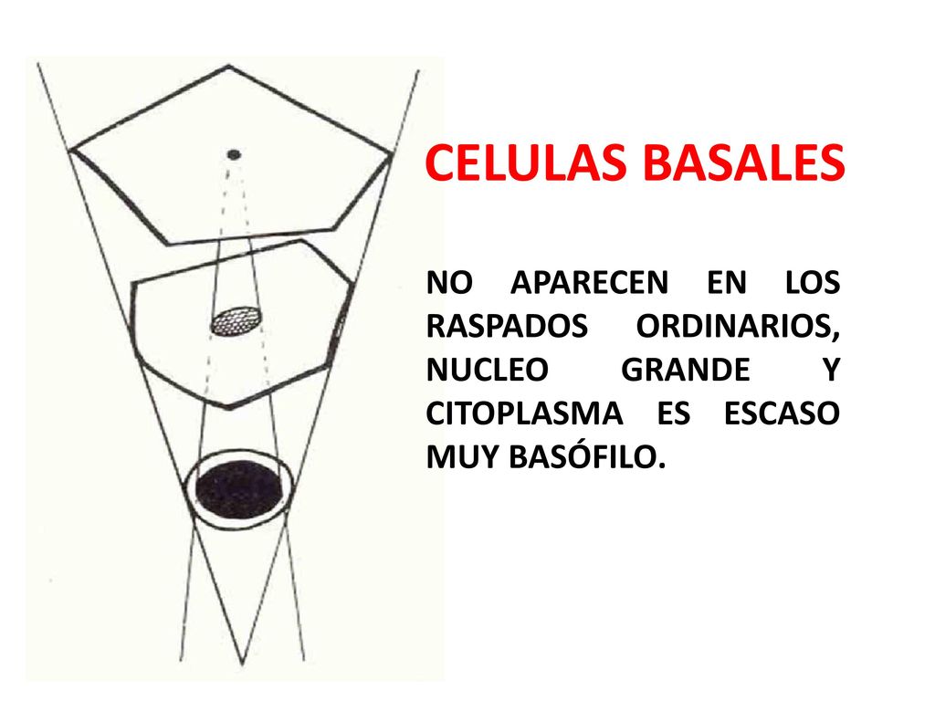 CELULAS BASALES NO APARECEN EN LOS RASPADOS ORDINARIOS, NUCLEO GRANDE Y CITOPLASMA ES ESCASO MUY BASÓFILO.