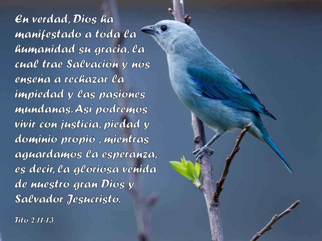 En verdad, Dios ha manifestado a toda la humanidad su gracia, la cual trae Salvación y nos enseña a rechazar la impiedad y las pasiones mundanas. Así podremos vivir con justicia, piedad y dominio propio , mientras aguardamos la esperanza, es decir, la gloriosa venida de nuestro gran Dios y Salvador Jesucristo.