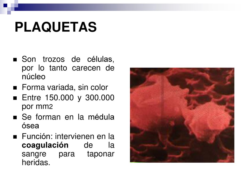 PLAQUETAS Son trozos de células, por lo tanto carecen de núcleo