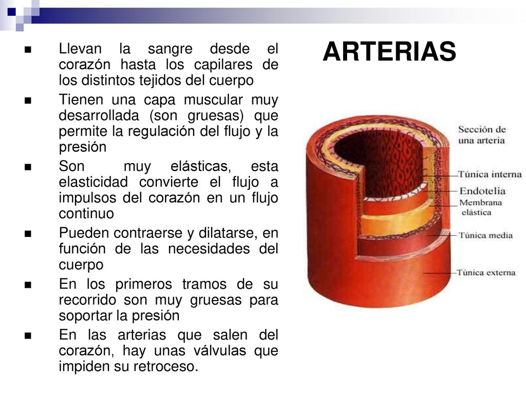 ARTERIAS Llevan la sangre desde el corazón hasta los capilares de los distintos tejidos del cuerpo.