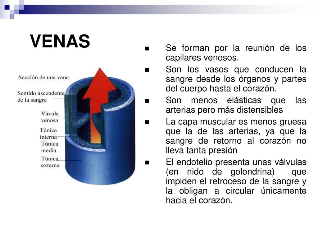 VENAS Se forman por la reunión de los capilares venosos.