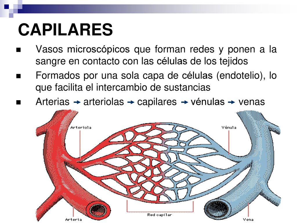 CAPILARES Vasos microscópicos que forman redes y ponen a la sangre en contacto con las células de los tejidos.