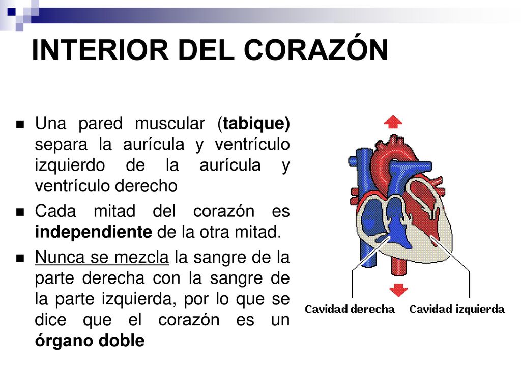 INTERIOR DEL CORAZÓN Una pared muscular (tabique) separa la aurícula y ventrículo izquierdo de la aurícula y ventrículo derecho.