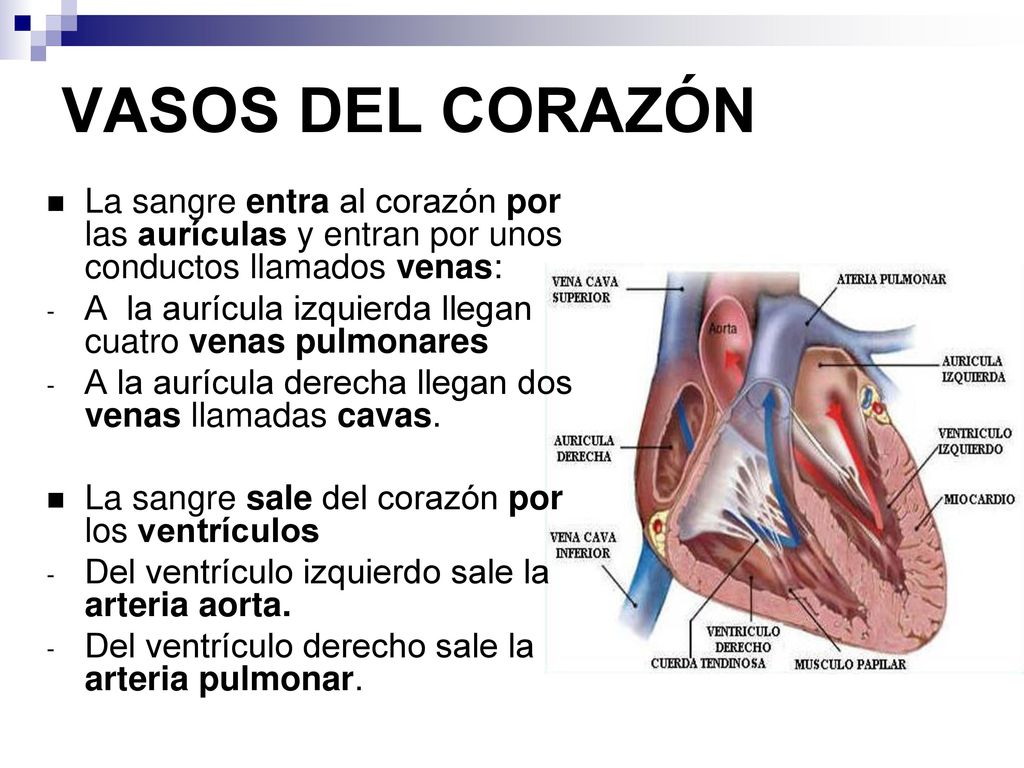 VASOS DEL CORAZÓN La sangre entra al corazón por las aurículas y entran por unos conductos llamados venas: