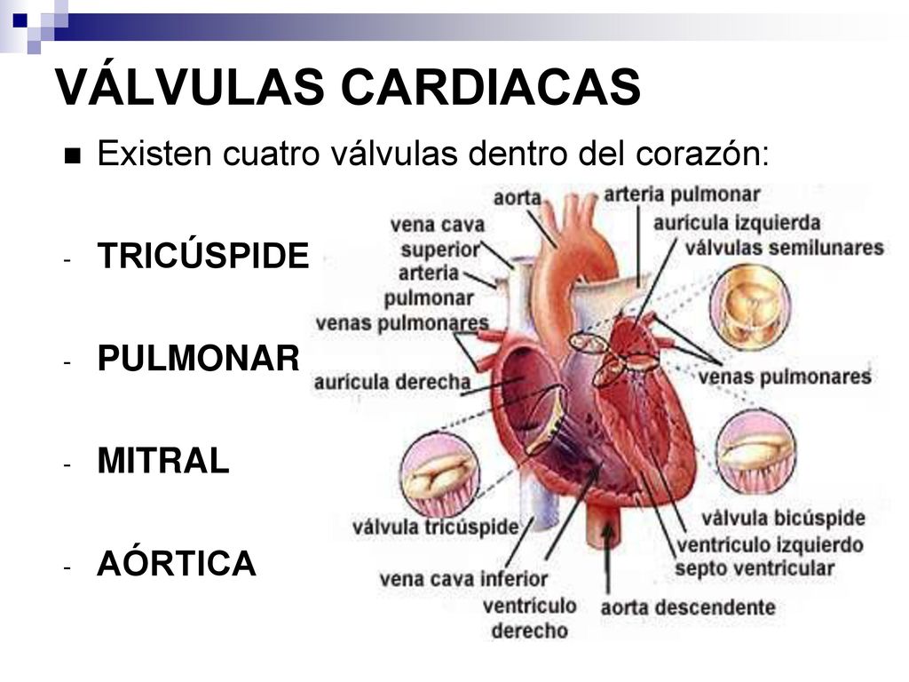 VÁLVULAS CARDIACAS Existen cuatro válvulas dentro del corazón: