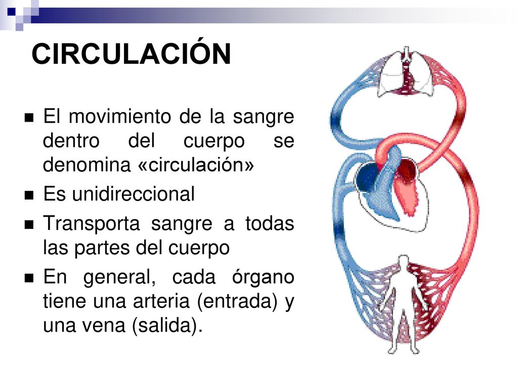 CIRCULACIÓN El movimiento de la sangre dentro del cuerpo se denomina «circulación» Es unidireccional.