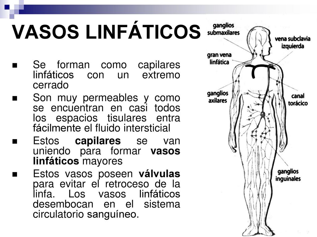 VASOS LINFÁTICOS Se forman como capilares linfáticos con un extremo cerrado.