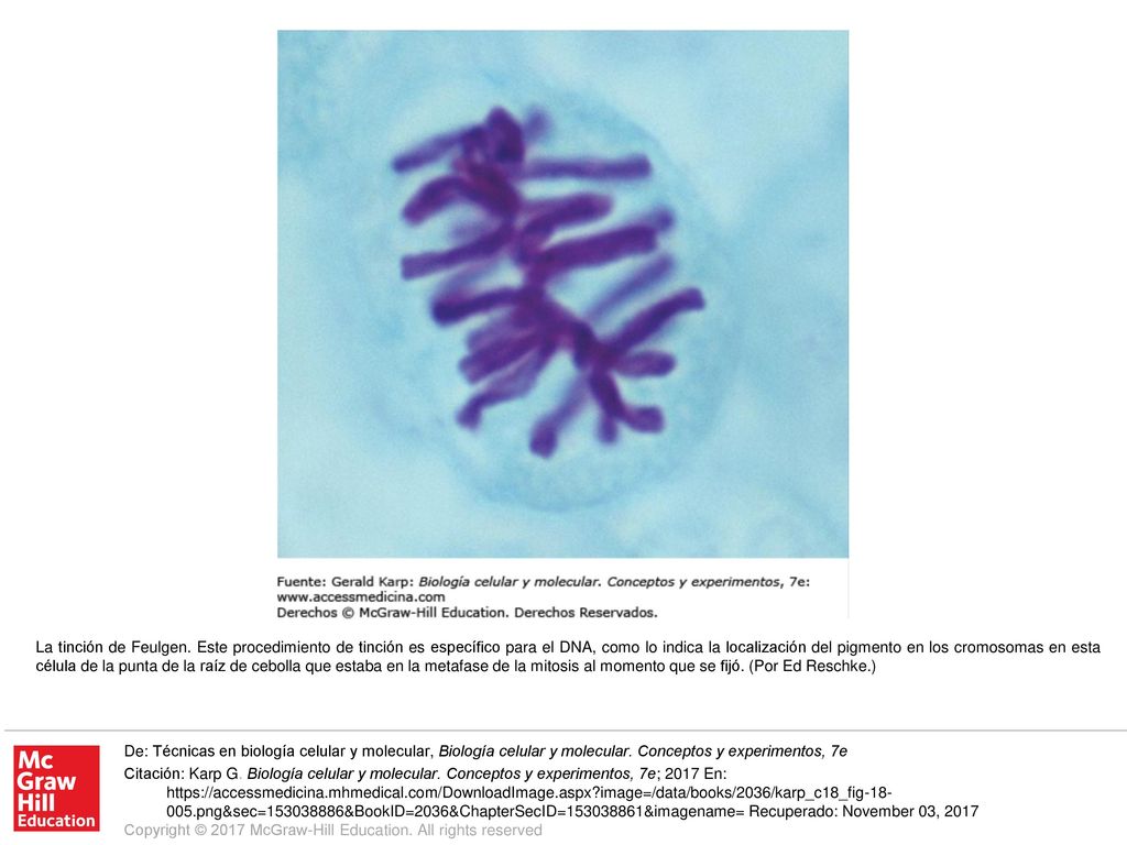 La tinción de Feulgen. Este procedimiento de tinción es específico para el DNA, como lo indica la localización del pigmento en los cromosomas en esta célula de la punta de la raíz de cebolla que estaba en la metafase de la mitosis al momento que se fijó. (Por Ed Reschke.)