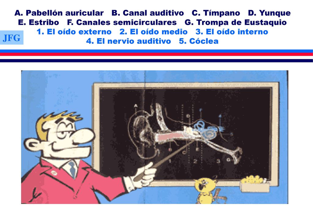 A. Pabellón auricular B. Canal auditivo C. Tímpano D. Yunque E