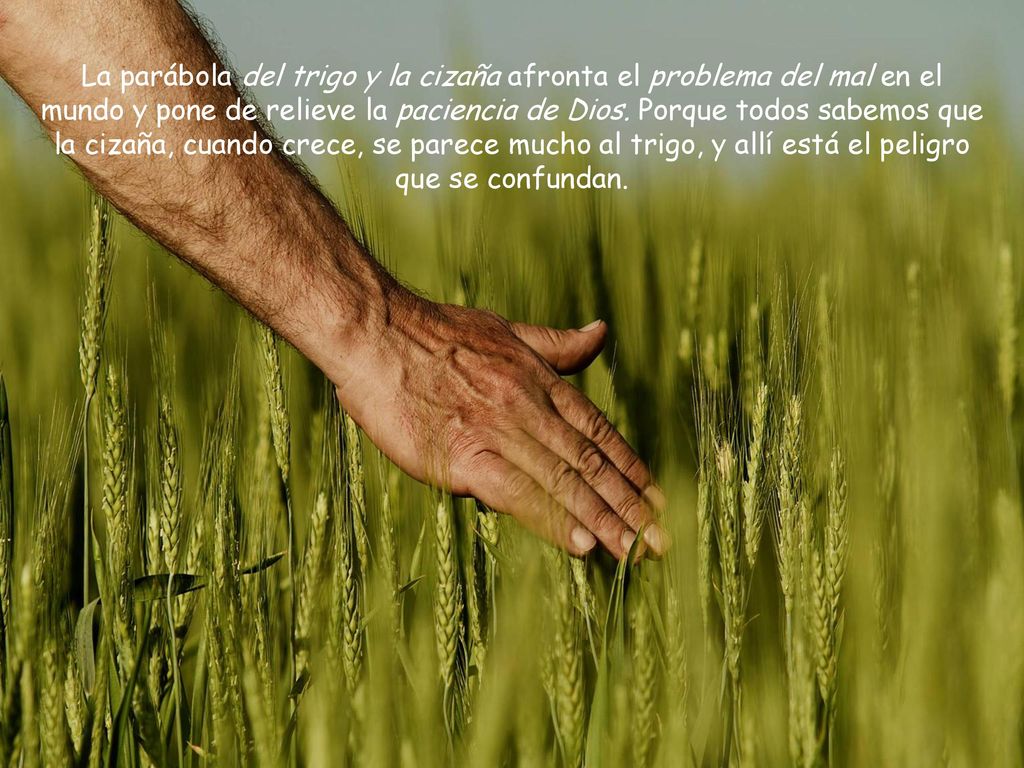 La parábola del trigo y la cizaña afronta el problema del mal en el mundo y pone de relieve la paciencia de Dios.