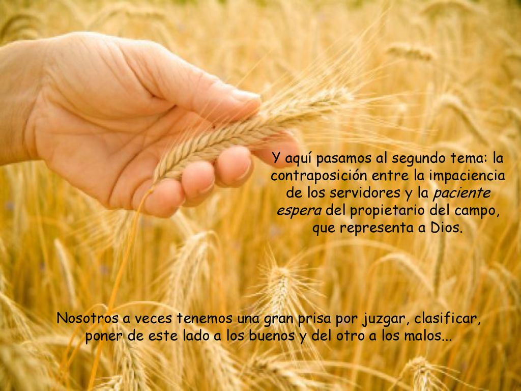 Y aquí pasamos al segundo tema: la contraposición entre la impaciencia de los servidores y la paciente espera del propietario del campo, que representa a Dios.