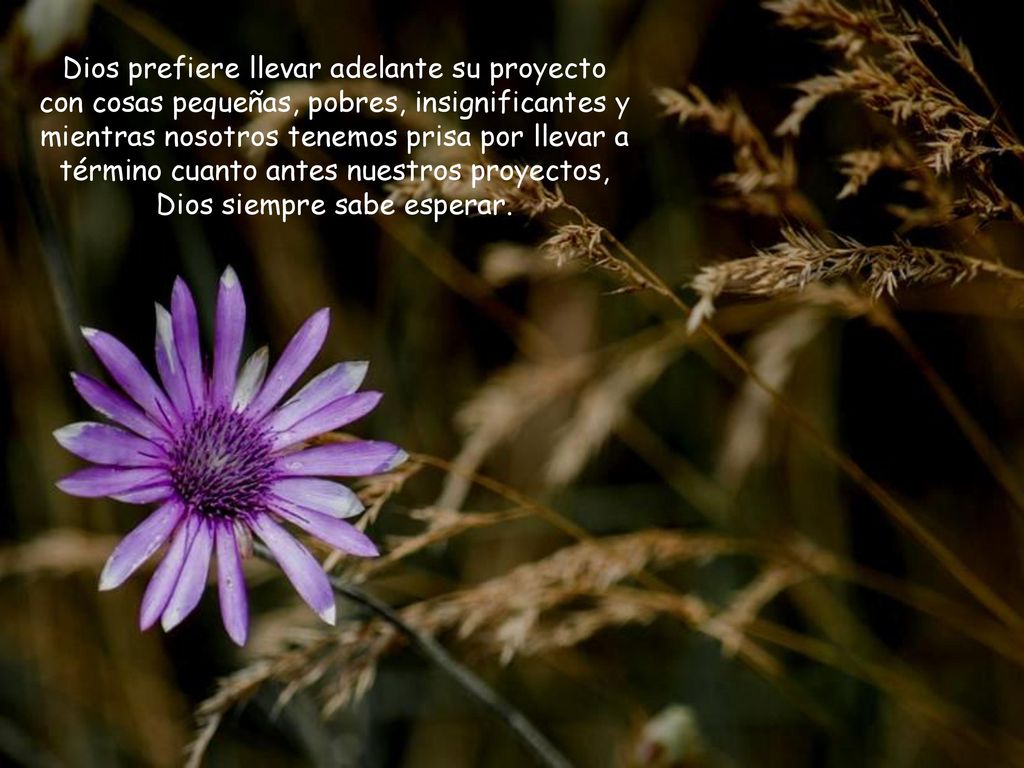 Dios prefiere llevar adelante su proyecto con cosas pequeñas, pobres, insignificantes y mientras nosotros tenemos prisa por llevar a término cuanto antes nuestros proyectos, Dios siempre sabe esperar.