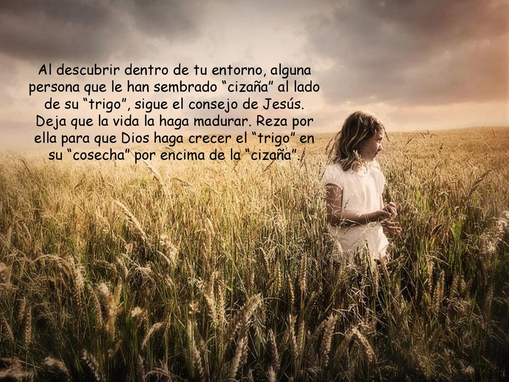 Al descubrir dentro de tu entorno, alguna persona que le han sembrado cizaña al lado de su trigo , sigue el consejo de Jesús.