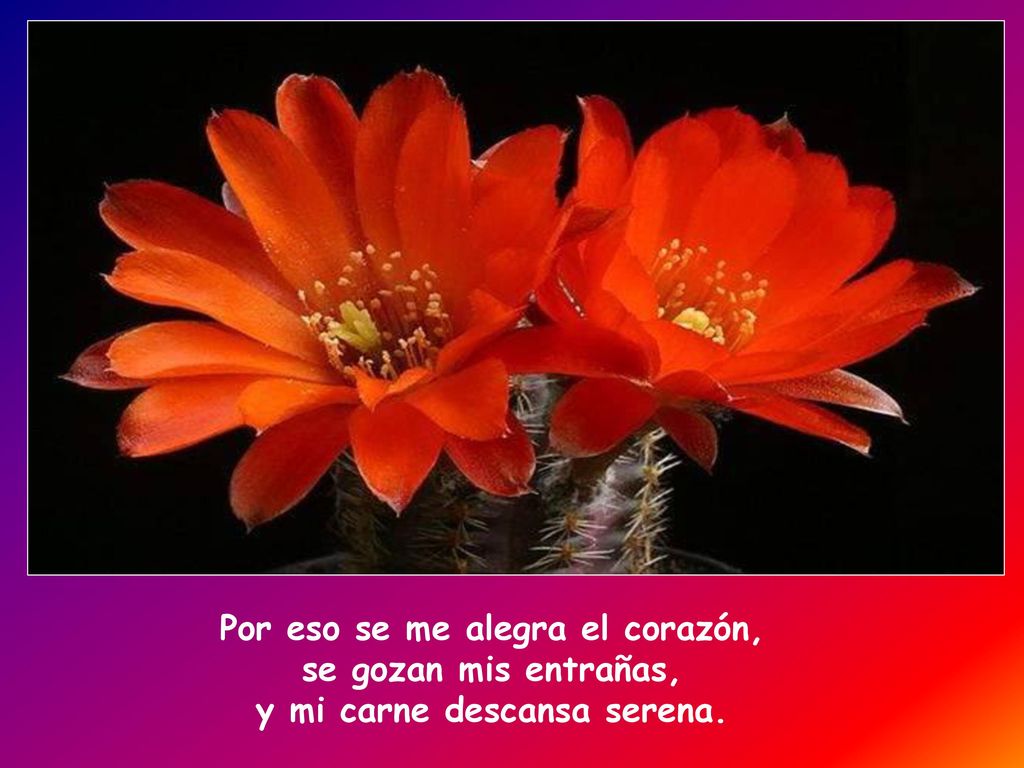 Por eso se me alegra el corazón, se gozan mis entrañas, y mi carne descansa serena.