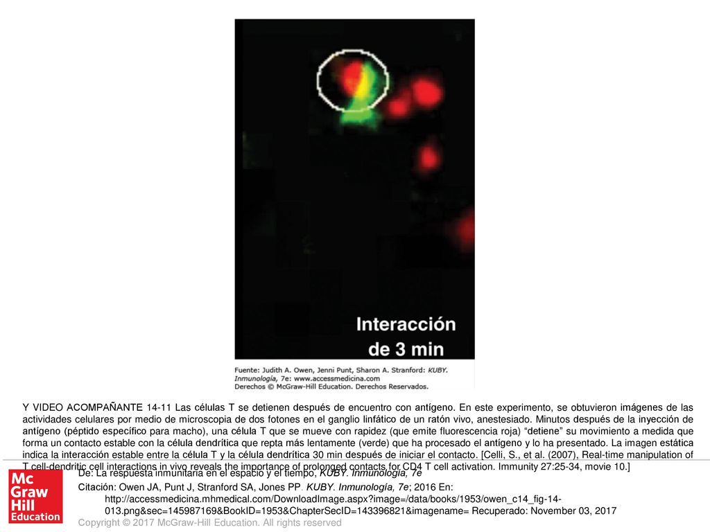 Y VIDEO ACOMPAÑANTE Las células T se detienen después de encuentro con antígeno. En este experimento, se obtuvieron imágenes de las actividades celulares por medio de microscopia de dos fotones en el ganglio linfático de un ratón vivo, anestesiado. Minutos después de la inyección de antígeno (péptido específico para macho), una célula T que se mueve con rapidez (que emite fluorescencia roja) detiene su movimiento a medida que forma un contacto estable con la célula dendrítica que repta más lentamente (verde) que ha procesado el antígeno y lo ha presentado. La imagen estática indica la interacción estable entre la célula T y la célula dendrítica 30 min después de iniciar el contacto. [Celli, S., et al. (2007), Real-time manipulation of T cell-dendritic cell interactions in vivo reveals the importance of prolonged contacts for CD4 T cell activation. Immunity 27:25-34, movie 10.]