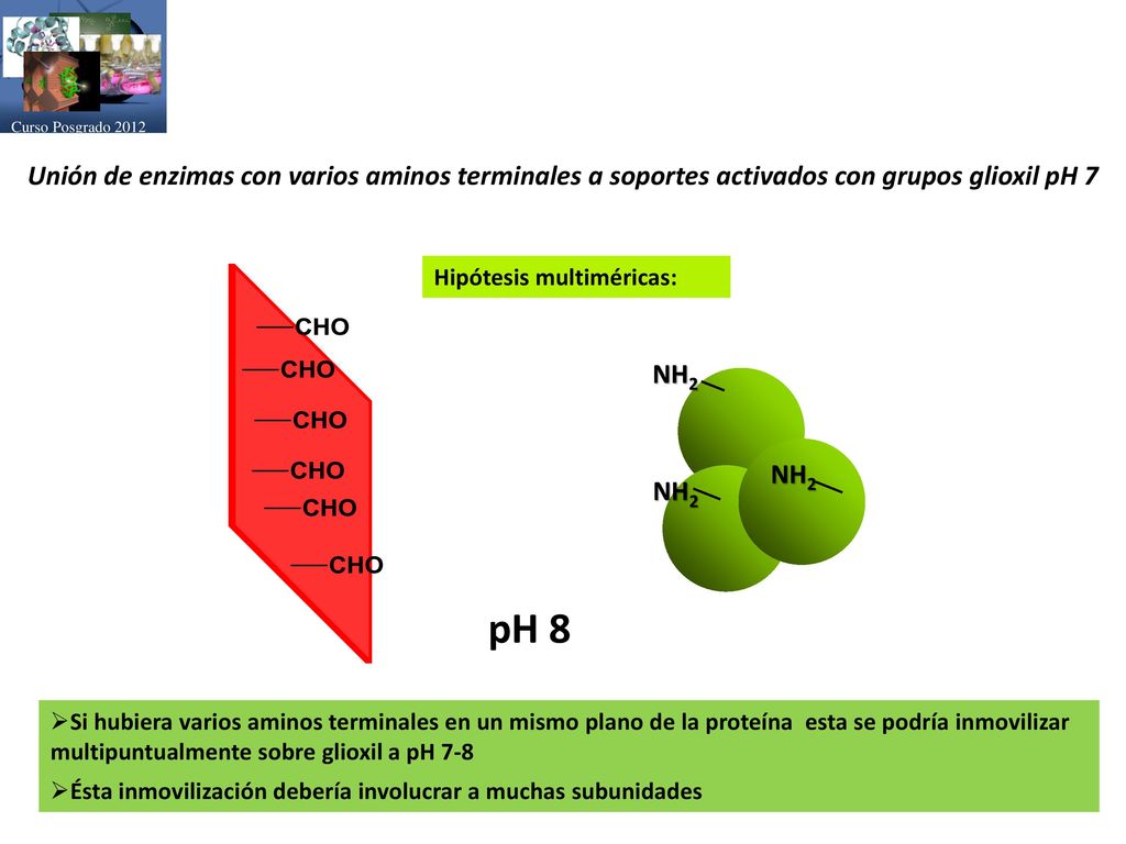 Curso Posgrado 2012 Unión de enzimas con varios aminos terminales a soportes activados con grupos glioxil pH 7.
