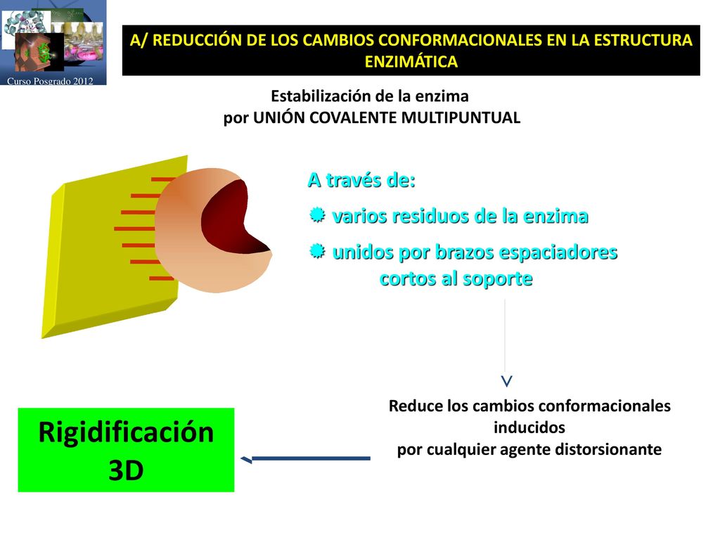 Rigidificación 3D A través de: varios residuos de la enzima