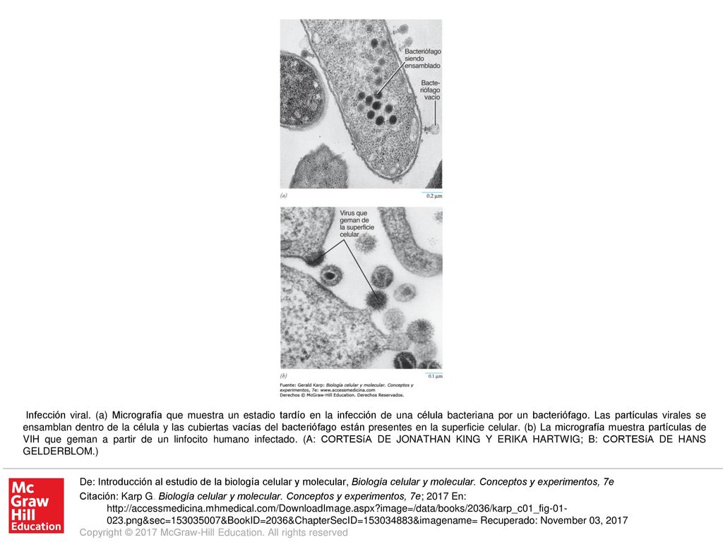 Infección viral. (a) Micrografía que muestra un estadio tardío en la infección de una célula bacteriana por un bacteriófago. Las partículas virales se ensamblan dentro de la célula y las cubiertas vacías del bacteriófago están presentes en la superficie celular. (b) La micrografía muestra partículas de VIH que geman a partir de un linfocito humano infectado. (A: CORTESíA DE JONATHAN KING Y ERIKA HARTWIG; B: CORTESíA DE HANS GELDERBLOM.)