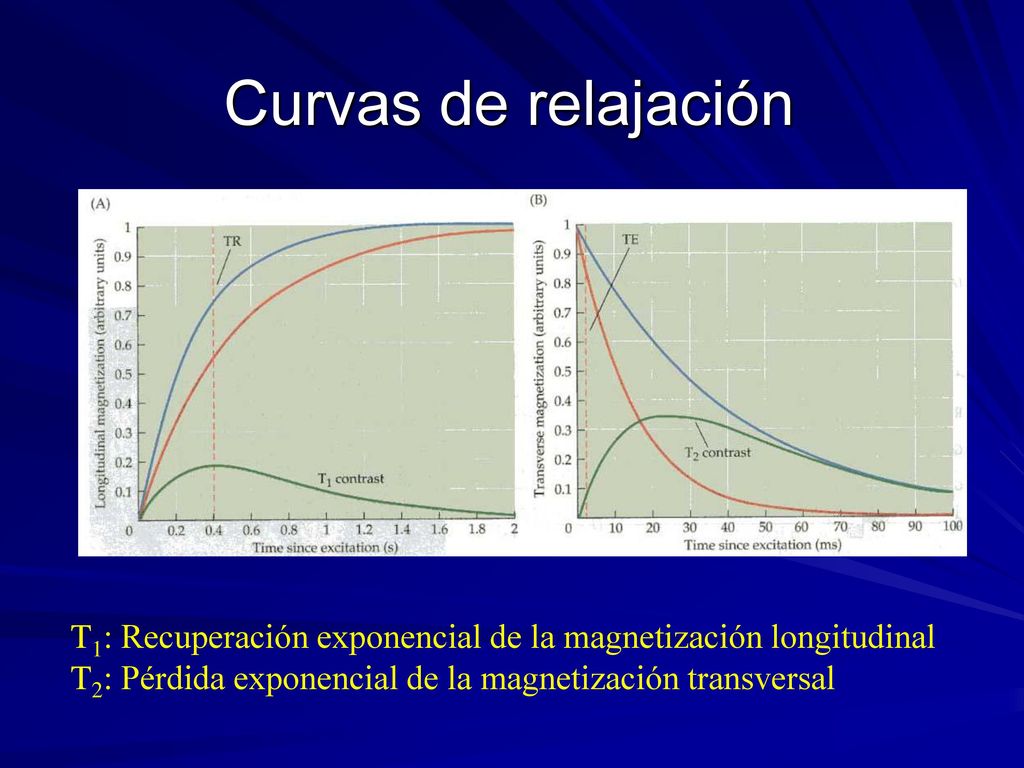 Curvas de relajación T1: Recuperación exponencial de la magnetización longitudinal.