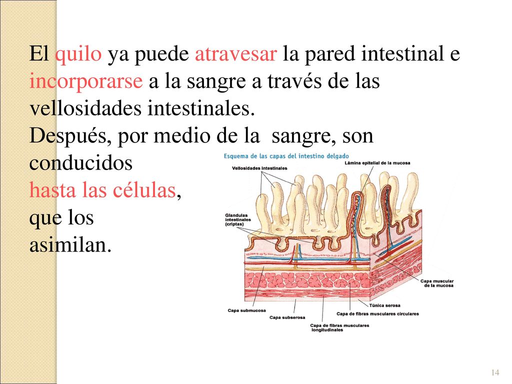El quilo ya puede atravesar la pared intestinal e incorporarse a la sangre a través de las vellosidades intestinales.