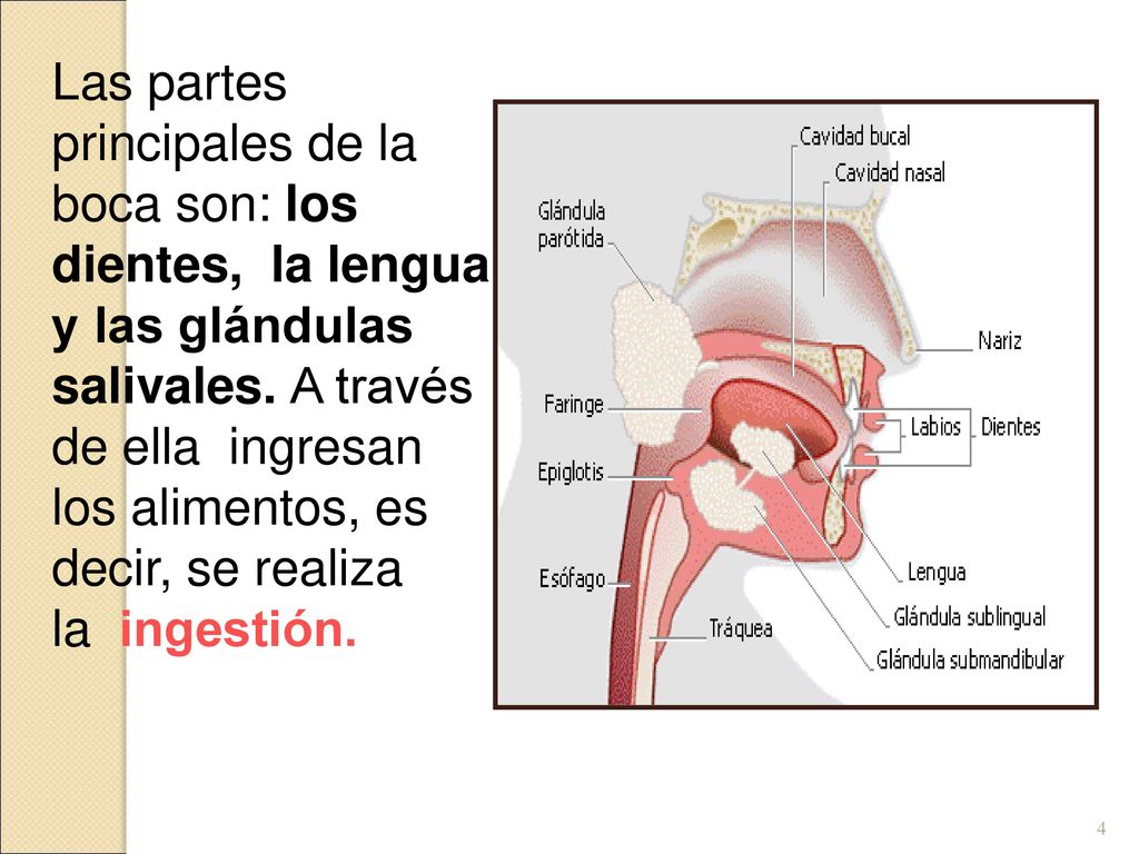Las partes principales de la boca son: los dientes, la lengua y las glándulas salivales.