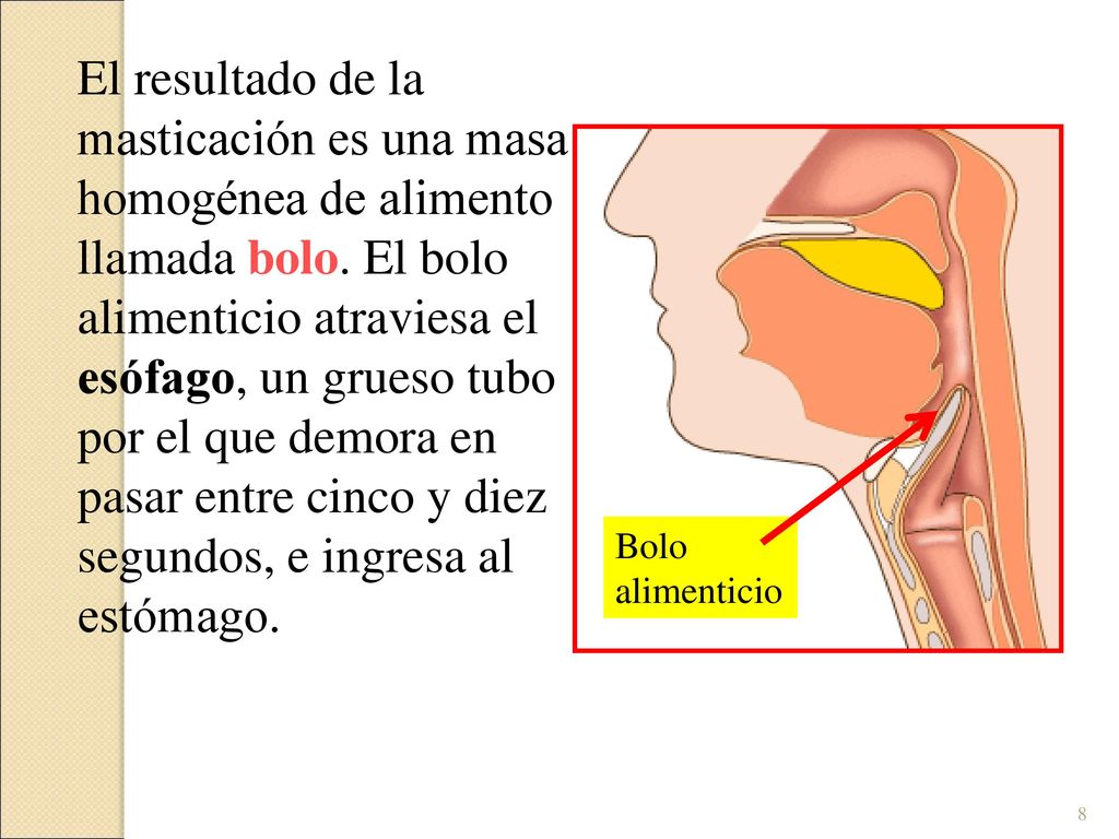 pasar entre cinco y diez segundos, e ingresa al estómago.