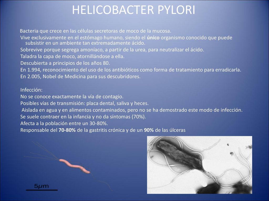 HELICOBACTER PYLORI Bacteria que crece en las células secretoras de moco de la mucosa.