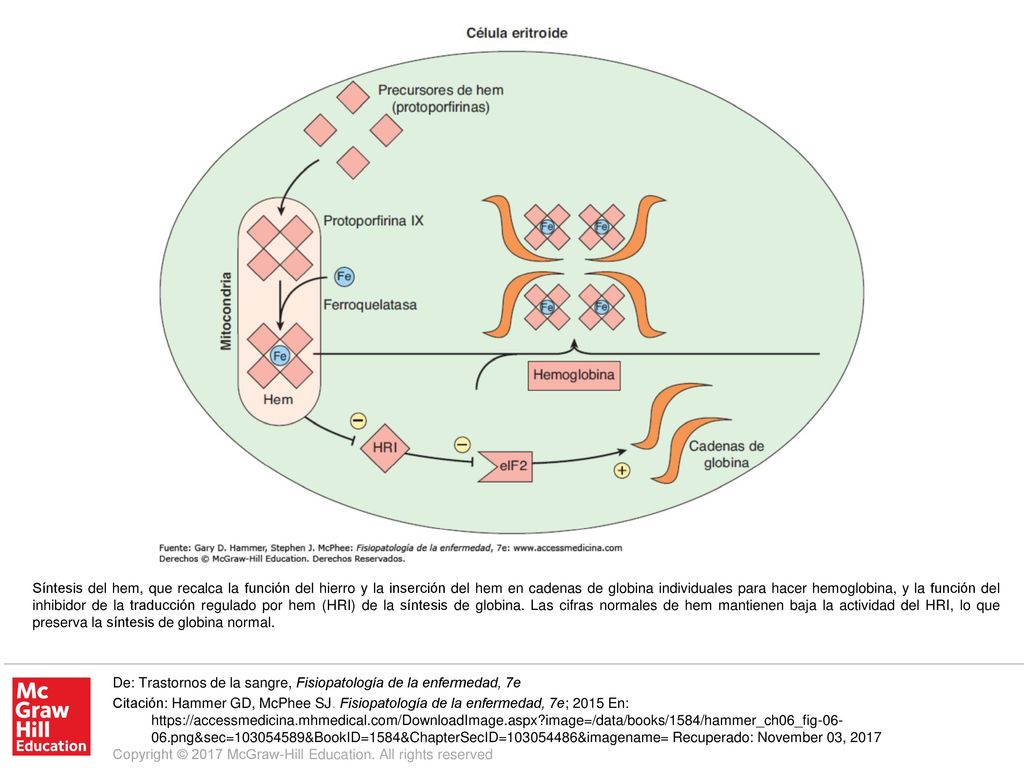 Síntesis del hem, que recalca la función del hierro y la inserción del hem en cadenas de globina individuales para hacer hemoglobina, y la función del inhibidor de la traducción regulado por hem (HRI) de la síntesis de globina. Las cifras normales de hem mantienen baja la actividad del HRI, lo que preserva la síntesis de globina normal.