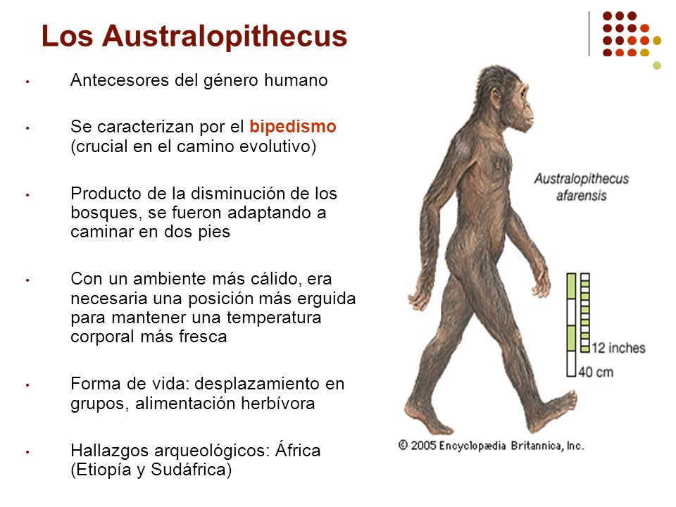 Los Australopithecus Antecesores del género humano