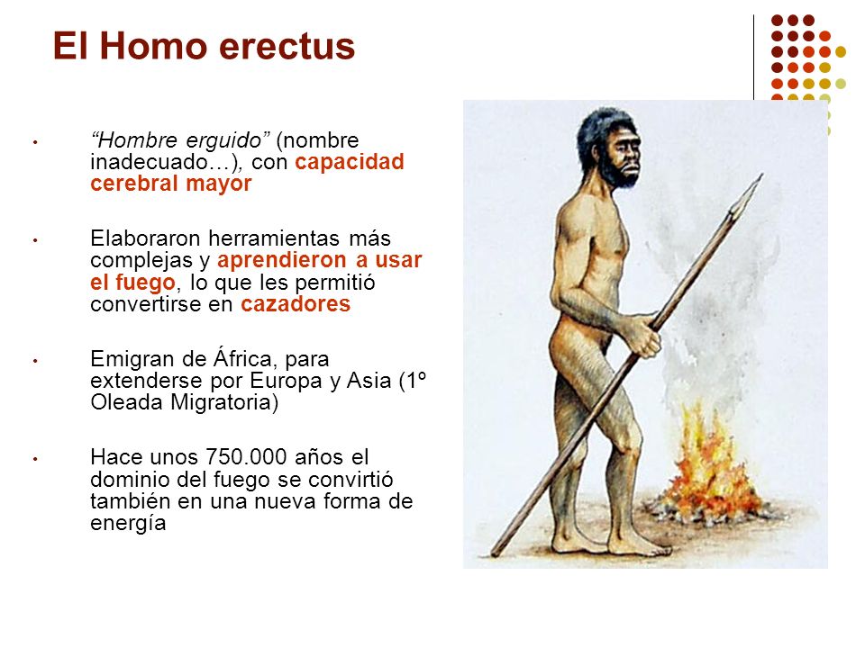 El Homo erectus Hombre erguido (nombre inadecuado…), con capacidad cerebral mayor.