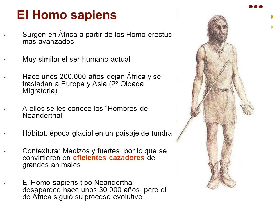 El Homo sapiens Surgen en África a partir de los Homo erectus más avanzados. Muy similar el ser humano actual.