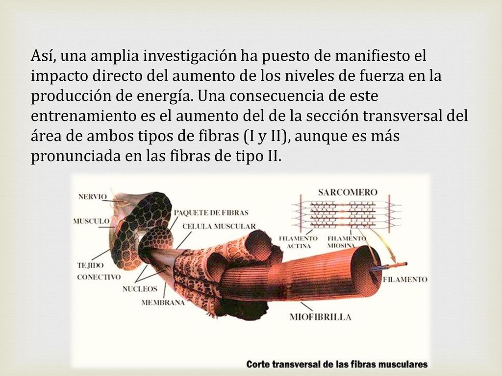Así, una amplia investigación ha puesto de manifiesto el impacto directo del aumento de los niveles de fuerza en la producción de energía.
