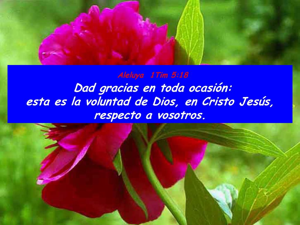 Aleluya 1Tim 5:18 Dad gracias en toda ocasión: esta es la voluntad de Dios, en Cristo Jesús, respecto a vosotros.