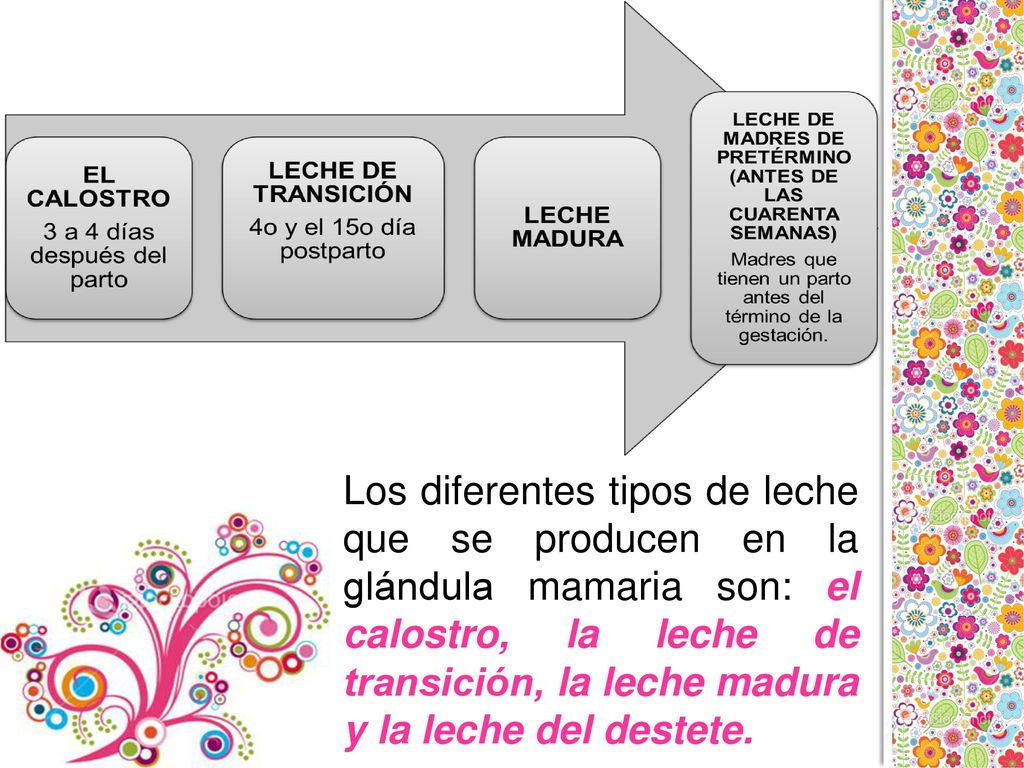 Los diferentes tipos de leche que se producen en la glándula mamaria son: el calostro, la leche de transición, la leche madura y la leche del destete.