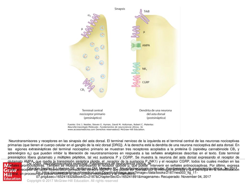 Neurotransmisores y receptores en las sinapsis del asta dorsal