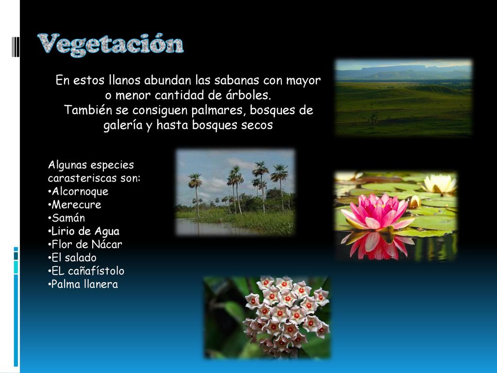 Vegetación En estos llanos abundan las sabanas con mayor o menor cantidad de árboles.