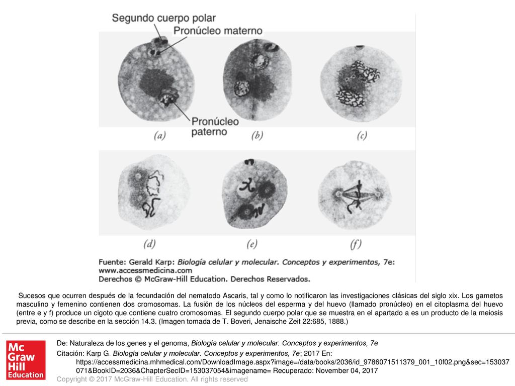 Sucesos que ocurren después de la fecundación del nematodo Ascaris, tal y como lo notificaron las investigaciones clásicas del siglo xix. Los gametos masculino y femenino contienen dos cromosomas. La fusión de los núcleos del esperma y del huevo (llamado pronúcleo) en el citoplasma del huevo (entre e y f) produce un cigoto que contiene cuatro cromosomas. El segundo cuerpo polar que se muestra en el apartado a es un producto de la meiosis previa, como se describe en la sección (Imagen tomada de T. Boveri, Jenaische Zeit 22:685, 1888.)