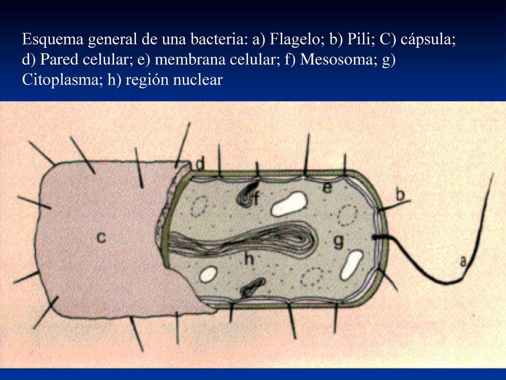 Esquema general de una bacteria: a) Flagelo; b) Pili; C) cápsula; d) Pared celular; e) membrana celular; f) Mesosoma; g) Citoplasma; h) región nuclear