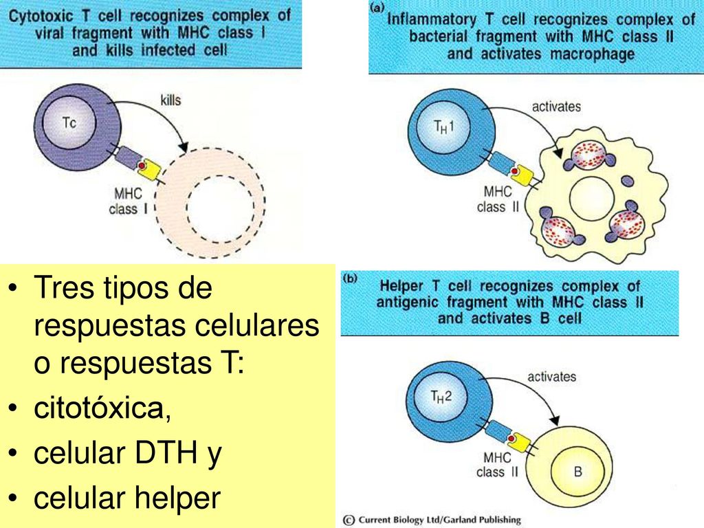 Tres tipos de respuestas celulares o respuestas T:
