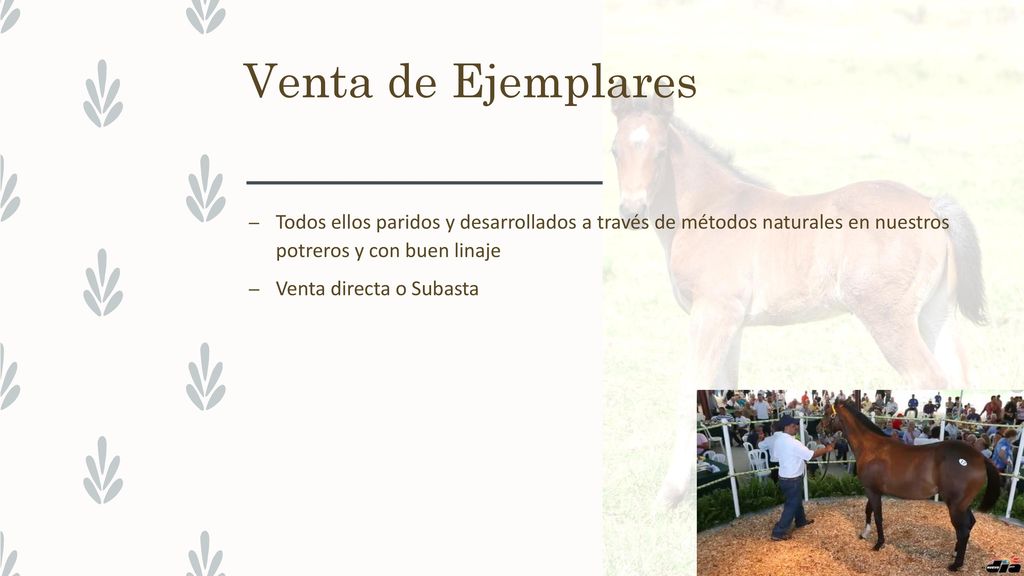 Venta de Ejemplares Todos ellos paridos y desarrollados a través de métodos naturales en nuestros potreros y con buen linaje.