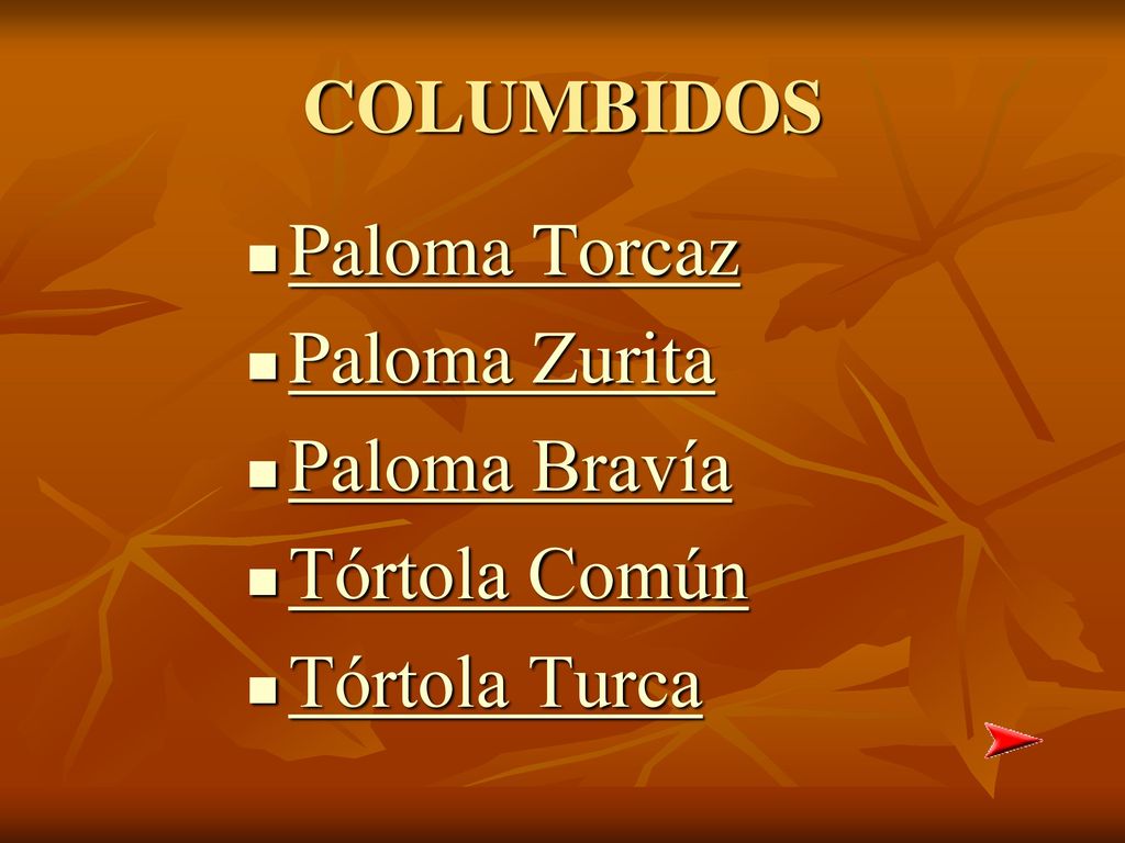 COLUMBIDOS Paloma Torcaz Paloma Zurita Paloma Bravía Tórtola Común Tórtola Turca